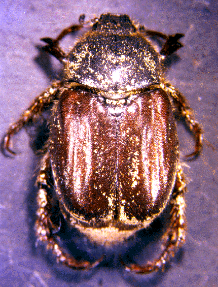 Hoplia attilioi femmina: Fino ad ora non conosciuta !
